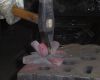 rose 15 20130722 1679074823