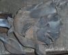 rose 35 20130722 1667707654