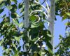 garten 38 20130722 1589228798