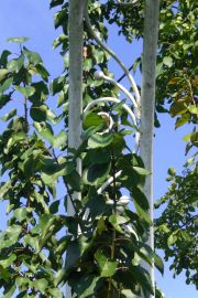 garten 38 20130722 1589228798