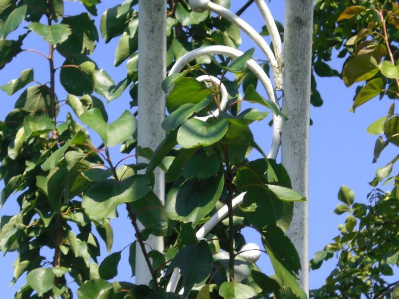 garten 38 20130722 1589228798